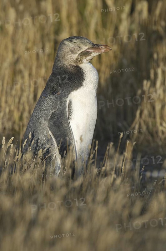 Yellow-eyed Penguin (Megadyptes antipodes), New Zealand