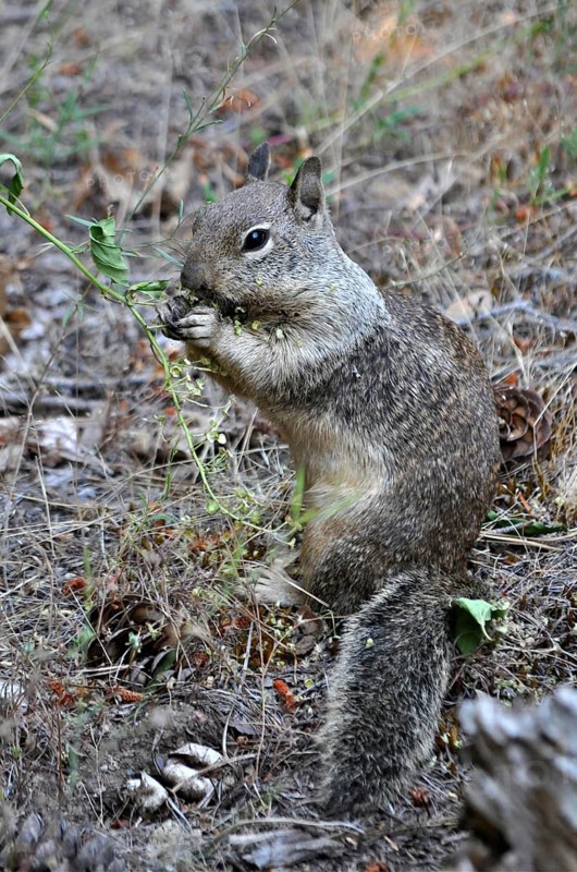 Western gray squirrel (Sciurus griseus)