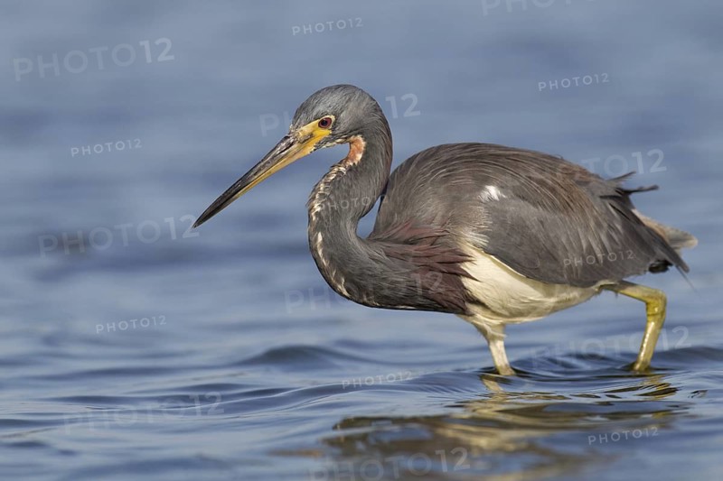 Tricolored Heron (Egretta tricolor), Florida, USA