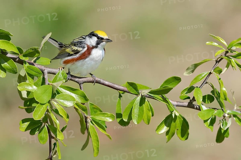Chestnut-sided Warbler (Setophaga pensylvanica) perched on a branch, Texas, USA