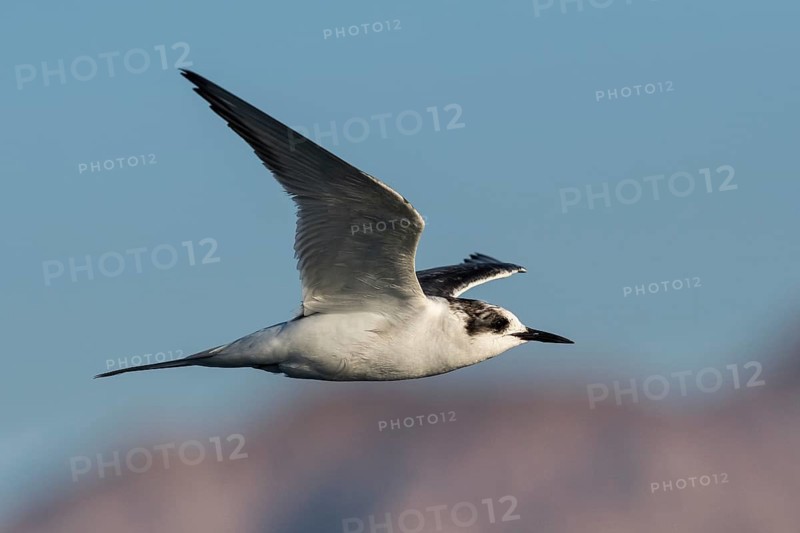 White-cheeked Tern (Sterna repressa) flying, Eilat, Israel