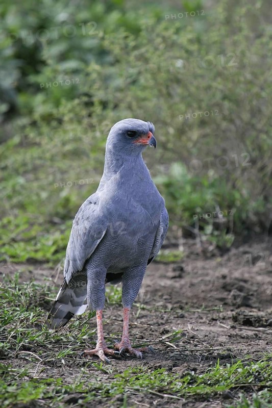 Dark Chanting Goshawk (Melierax metabates), Serengeti National Park, Tanzania
