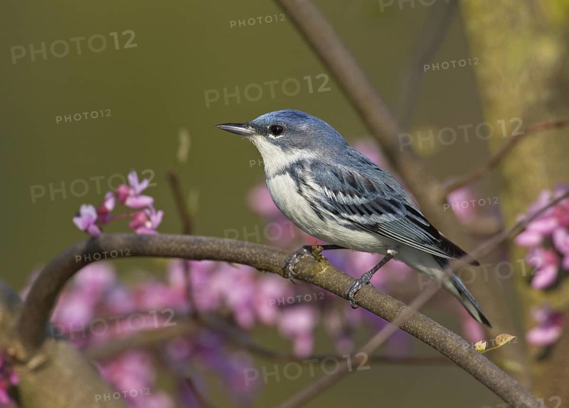 Cerulean Warbler (Setophaga cerulea), Ohio, USA