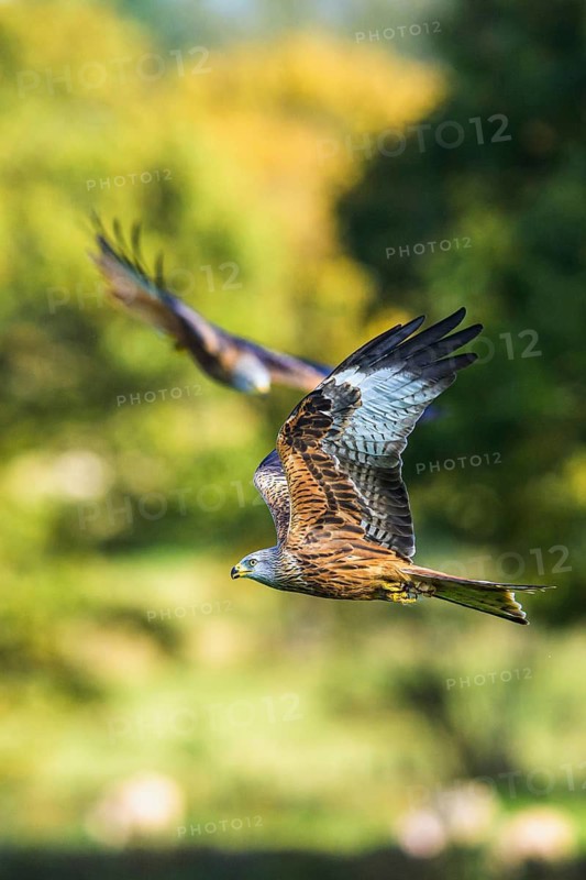 Red Kite, Milvus milvus, bird in flight