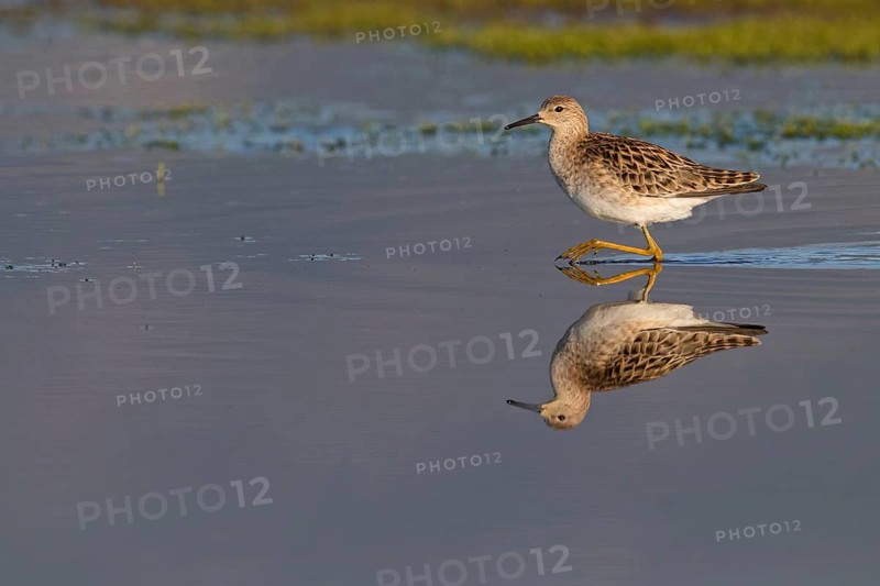 Ruff, Philomachus pugnax, Combattant varié, Chevalier combattant, Combatiente Lesbos, Greece