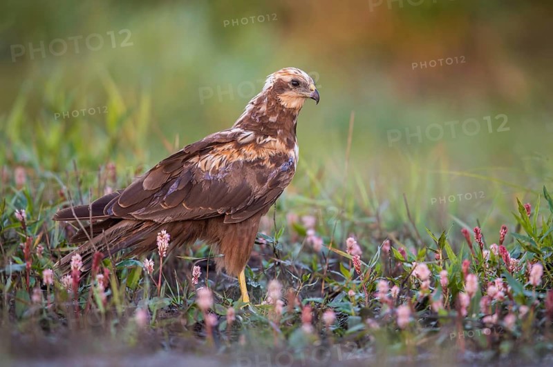 Western Marsh Harrier (Circus aeruginosus), Poland