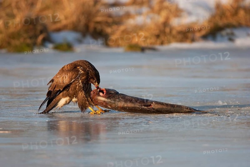 Common Buzzard (Buteo buteo), Mecklenburg-Western Pomerania, Germany