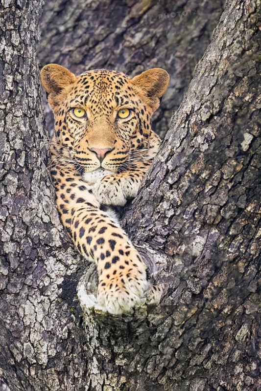 Leopard (Panthera pardus) lying on a tree, Sabi Sands, South Africa