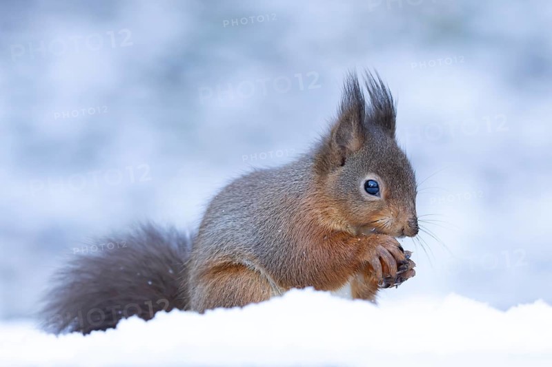 Red squirrel (Sciurus vulgaris) adult animal eating a nut in snow in winter, Yorkshire, England, United Kingdom