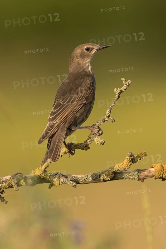 Common Starling (Sturnus vulgaris) perched on a lichen branch, Serbia