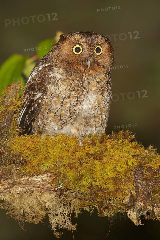 Bare-shanked Screech-Owl (Otus clarkii) perched on a branch in Costa Rica