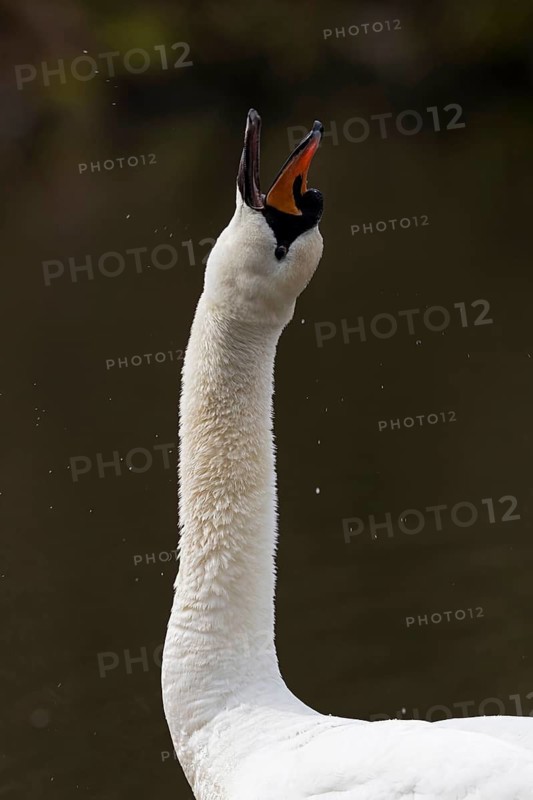 Mute Swan (Cygnus olor) calling, Baden-Wuerttemberg, Germany
