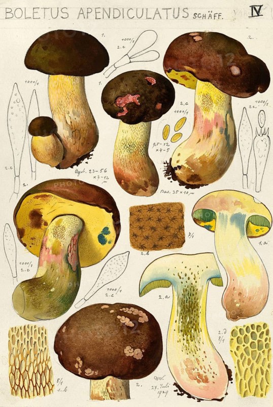 Mushroom, mushrooms, Butyriboletus appendiculatus, syn. Boletus appendiculatus, also known as yellow bronze boletus or yellow boletus, authentic reproduction of an illustration by Hans Walty (1868-1948) from about 1915, historical