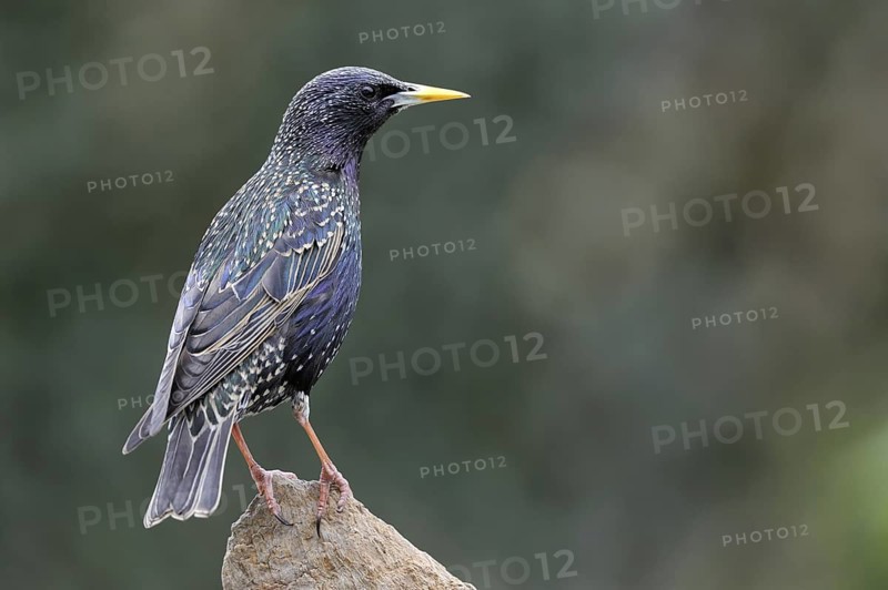 Common Starling (Sturnus vulgaris), Lower Saxony, Germany