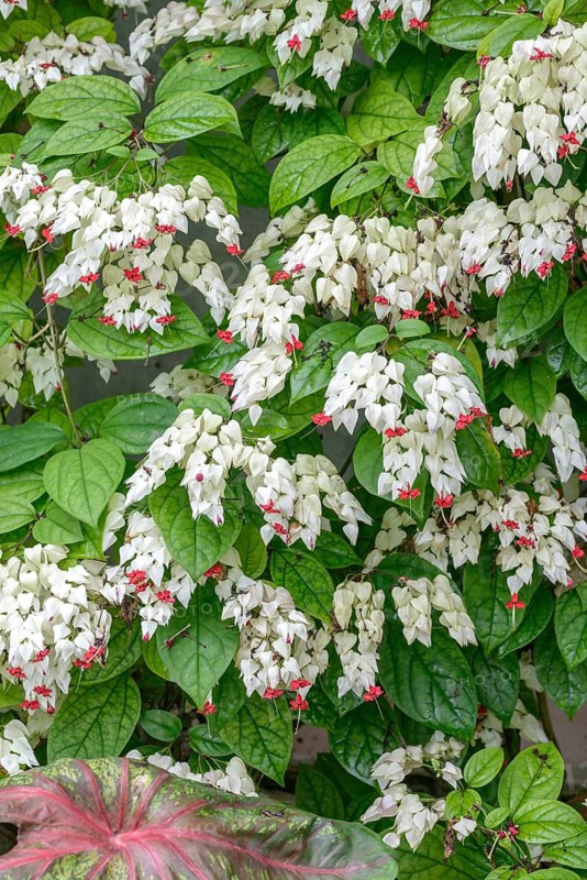 Losbaum (Clerodendrum thomsoniae), Botanical Garden, Federal Republic of Germany