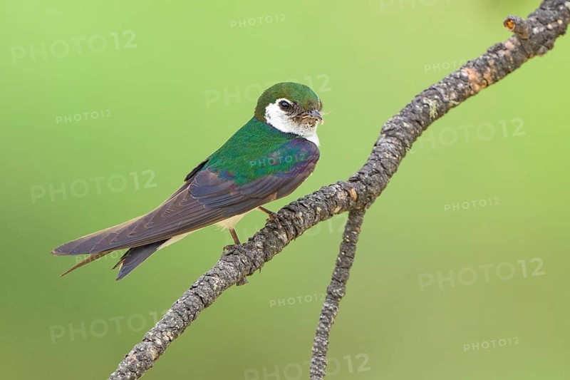 Violet-green Swallow (Tachycineta thalassina), Colorado, USA