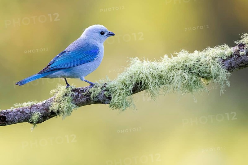 Blue-grey Tanager (Thraupis episcopus) perched on a mossy branch, Solola, Guatemala