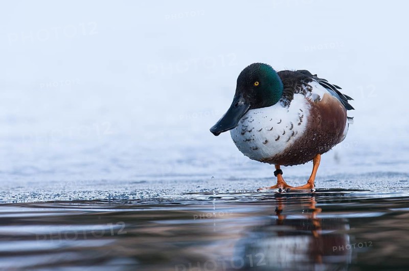 Northern Shoveler (Spatula clypeata) male, Grisons, Switzerland