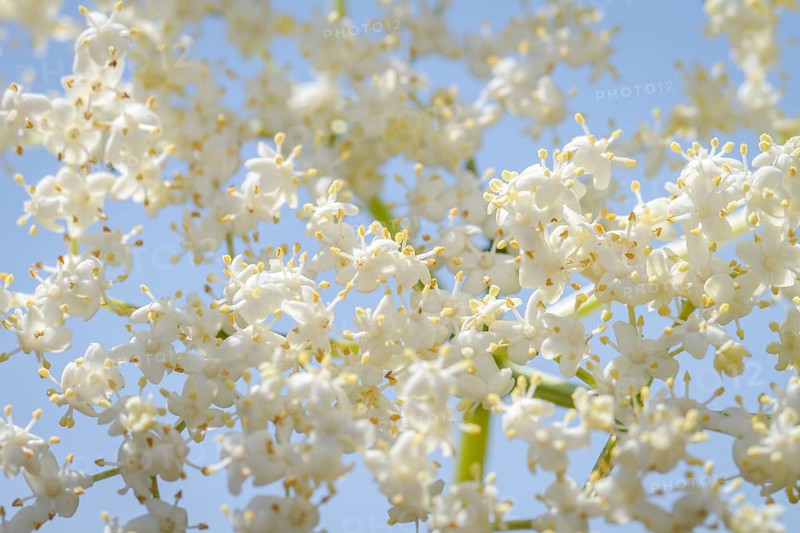 Black Elder (Sambucus nigra), flower, Galicia, Spain
