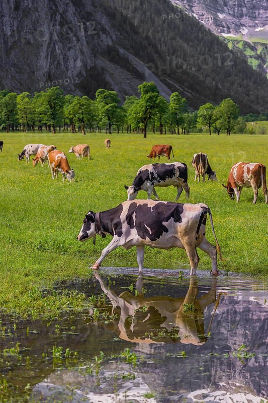 Holstein Friesian cattle crosses a puddle in a green meadow. A reflection of the cows and the mountains can be seen in the puddle. Eng Valley, Austria
