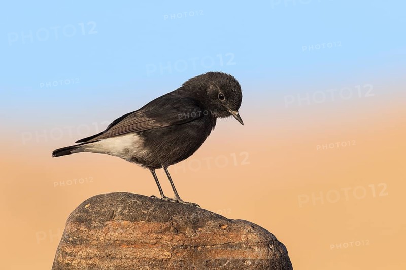 Mourning Wheatear (Oenanthe lugens warriae) perched on a stone, Eilat, Israel