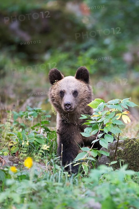 European brown bear or Eurasian brown bear (Ursus arctos arctos), young in the forest, animal portrait