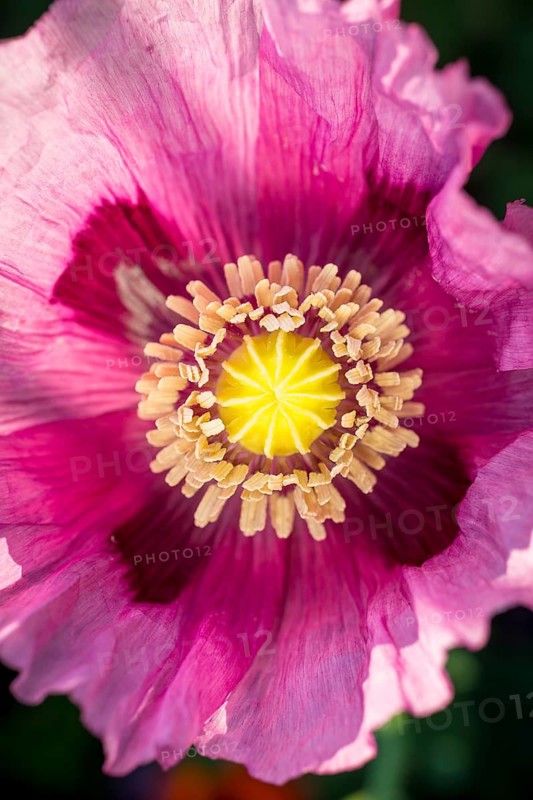 Blue poppy (Papaver somniferum) flowering in a field near Callenberg, Saxony, Germany
