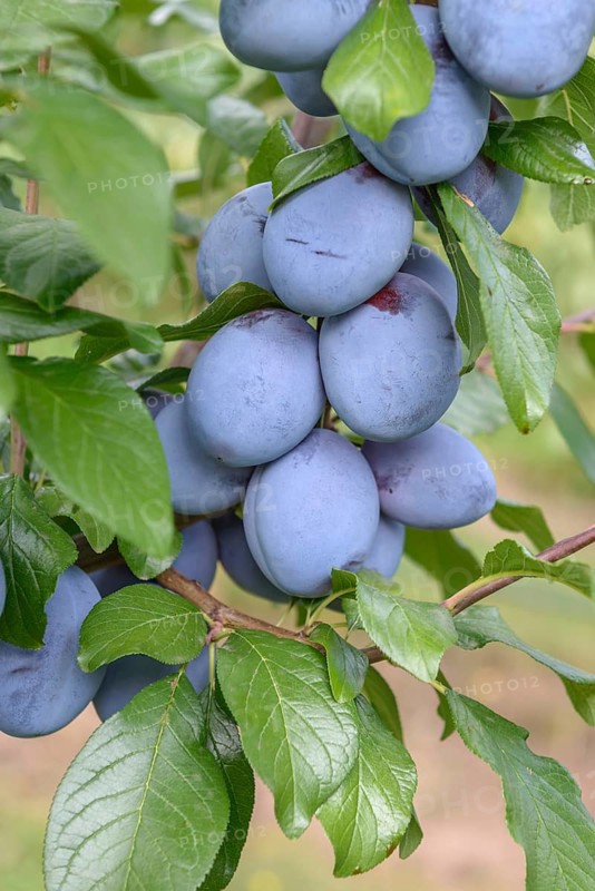 Plum (Prunus domestica 'Tophit'), LVG Erfurt, Federal Republic of Germany