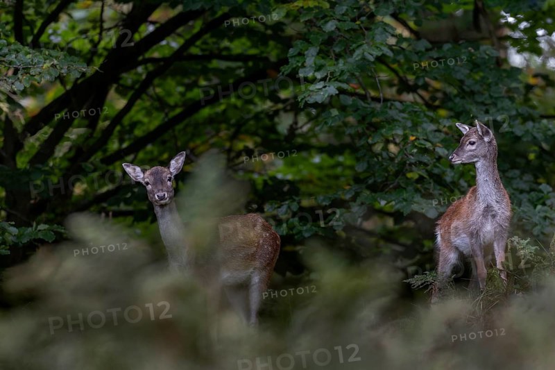 As a rule, the fallow deer (Dama dama) has a calf in June, I have never observed a female having two calves, autumn, rut, fallow deer rut, October, Germany