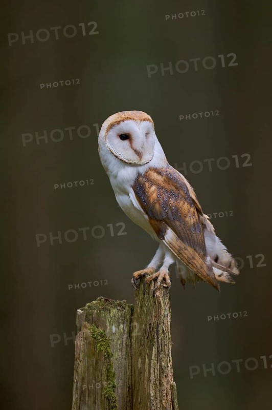 Barn owl (Tyto alba) Bavaria, Germany
