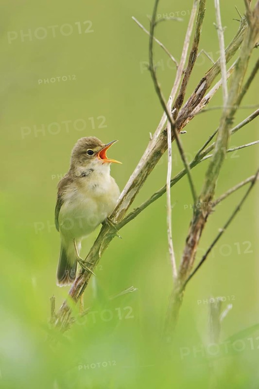 Eurasian Reed Warbler (Acrocephalus scirpaceus) singing, Lower Saxony, Germany