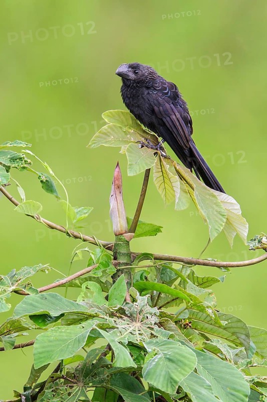 Smooth-billed Ani (Crotophaga ani) perched on a branch in Manu National Park, Peru