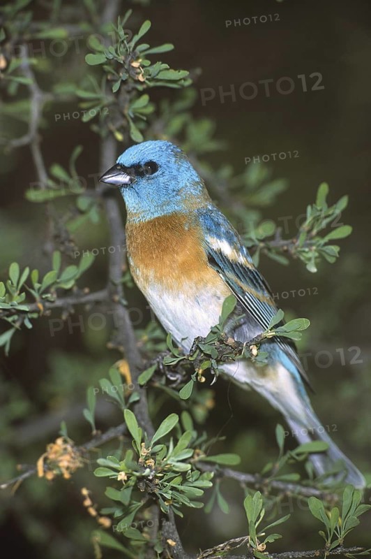 Lazuli Bunting (Passerina amoena), Arizona, USA