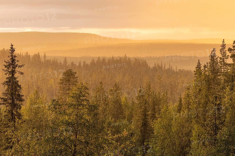 Rain shower over forest area, Gällivare, Norrbotten, Lapland, Sweden, August 2020