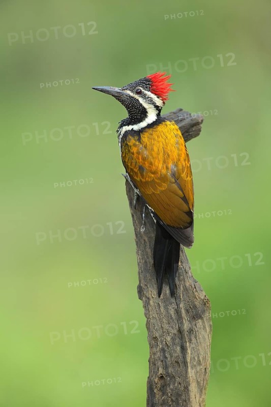 Greater Flameback (Chrysocolaptes guttacristatus) male perched on a stump, Darjeeling, India
