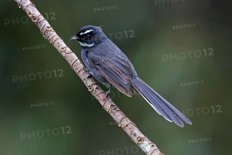 Malaysian Pied Fantail (Rhipidura javanica) perched on a branch, Malaysia
