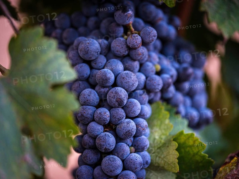Vivid close-up of a ripe grape cluster nestled among lush green leaves in a Mallorca vineyard. Capturing the essence of winemaking and agriculture in Spain's picturesque landscapes