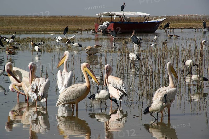 Africa, Ethiopia, pelicans on Lake Langano, Lake Langano, Ethiopia
