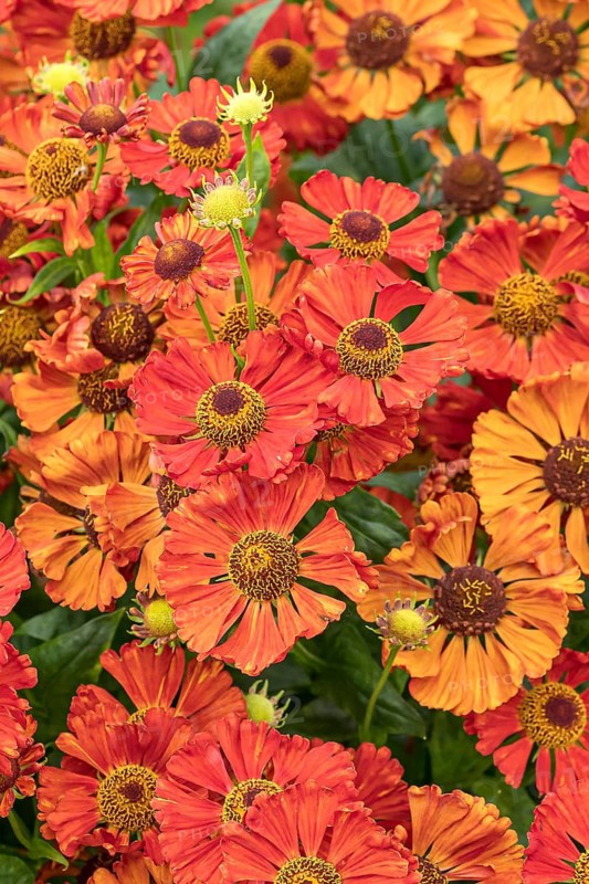 Sunflower (Helenium 'Dunkle Pracht'), RHS Garden Bridgewater, Great Britain