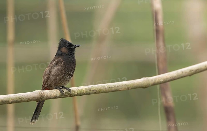 A Red-vented Bulbul (Pycnonotus cafer), Sreepur, Gazipur, Bangladesh