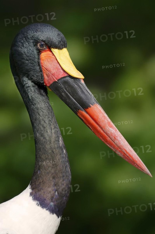 Saddle-billed stork (Ephippiorhynchus senegalensis), male, portrait, captive, occurrence in Africa