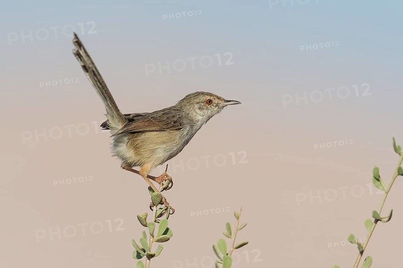 Graceful Prinia (Prinia gracilis), Eilat, Israel