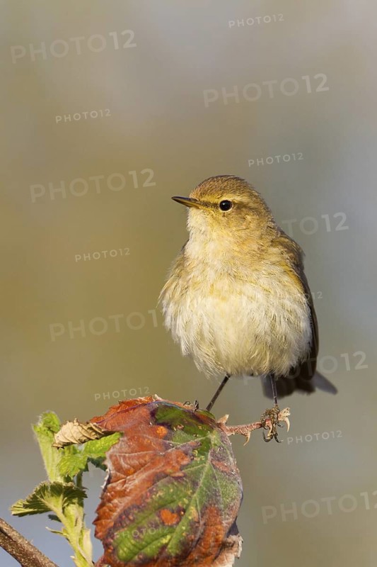 Common Chiffchaff (Phylloscopus collybita), Baden-Wuerttemberg, Germany