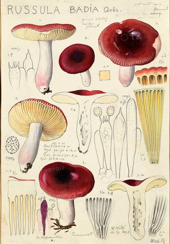 Mushroom, fungi, cedar wood russula, Russula badia, syn. Russula friesii, authentic reproduction of an illustration by Hans Walty (1868-1948) from about 1915, historical