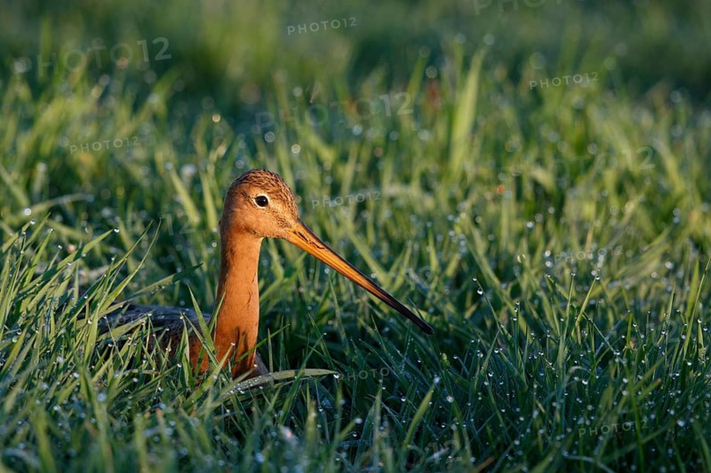 Black-tailed Godwit (Limosa limosa), Netherlands