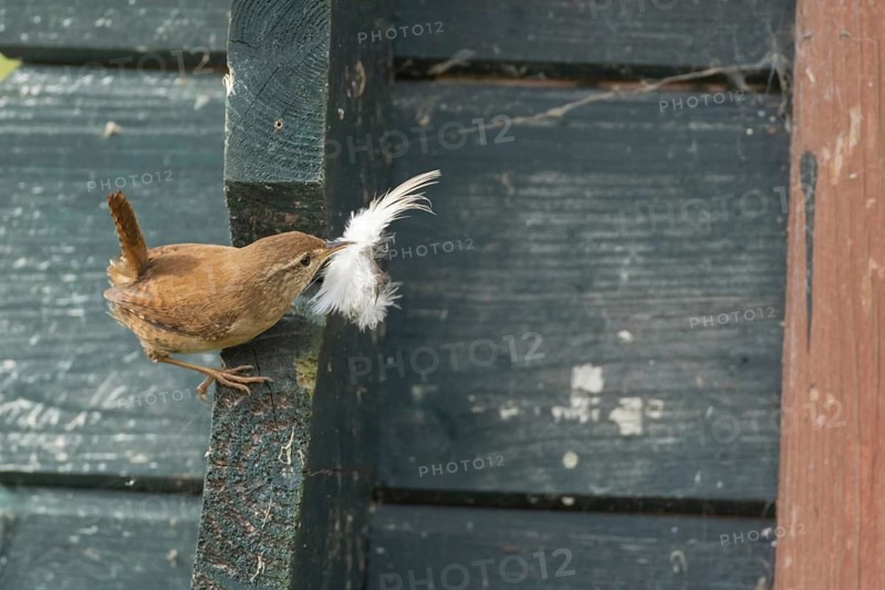 Eurasian wren (Troglodytes troglodytes) adult garden bird on a shed with a feather for nesting material in its beak in spring, Suffolk, England, United Kingdom