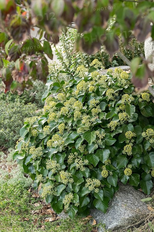 Shrub ivy (Hedera helix 'Arbori Compact'), An den Dorfwiesen 9, Germany