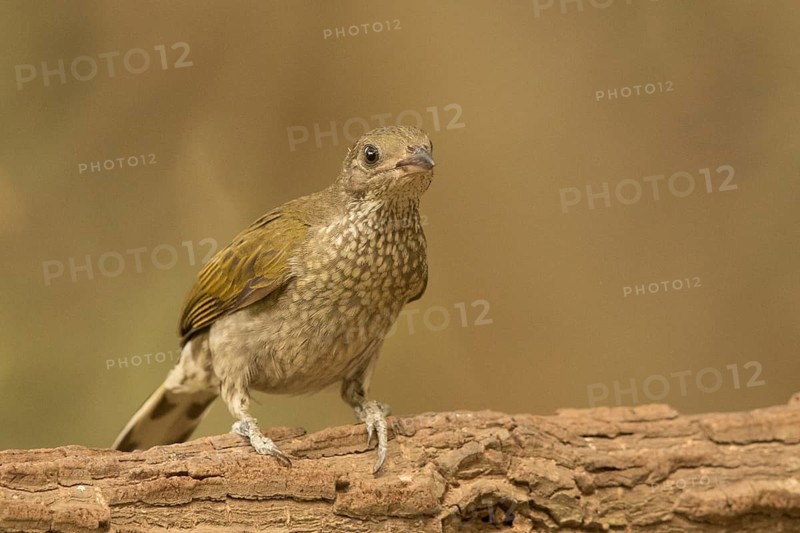 Spotted Honeyguide (Indicator maculatus), Gambia