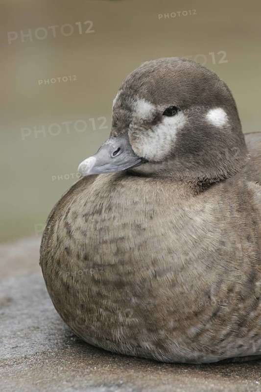 Harlequin Duck (Histrionicus histrionicus) female, California, USA