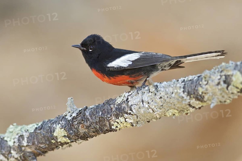 Painted Redstart (Myioborus pictus) perched on a branch in southern Arizona, USA